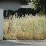 verde-pubblico_2